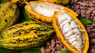 Festival Tempero Bahia celebra sabores da Mata Atlântica em sua 9ª edição